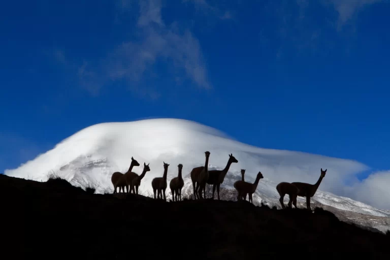 AR PN ANDES CHIMBORAZO RESERVAS FAUNISTICA 044_0