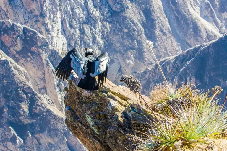Cóndor sentado en el cañón del Colca