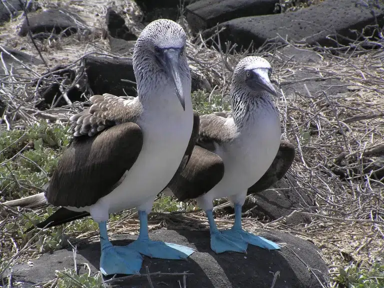 Espanola - Suarez Point 107