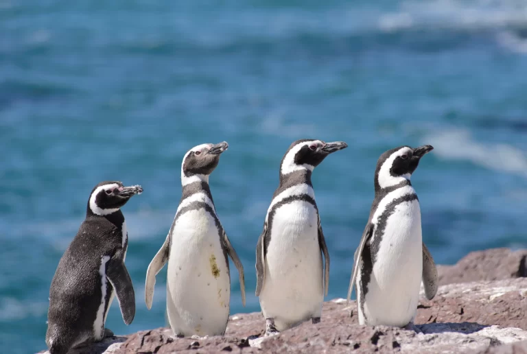 Pingüino de Magallanes, habitando las costas del océano Atlántico. Puerto Madryn, Puerto Deseado y Ushuaia